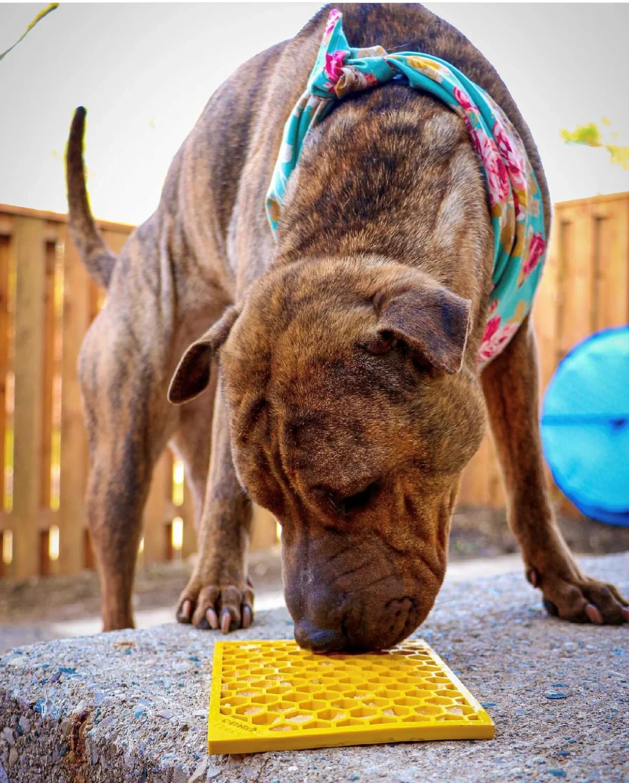 Sodapup Lick mat, made from durable material Flowers S, Pink - image 4 of 4