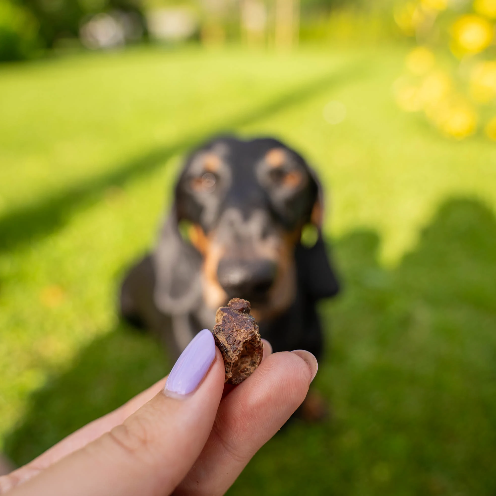 Beef lung treat, a small snack with a pleasant smell - image 6 of 6