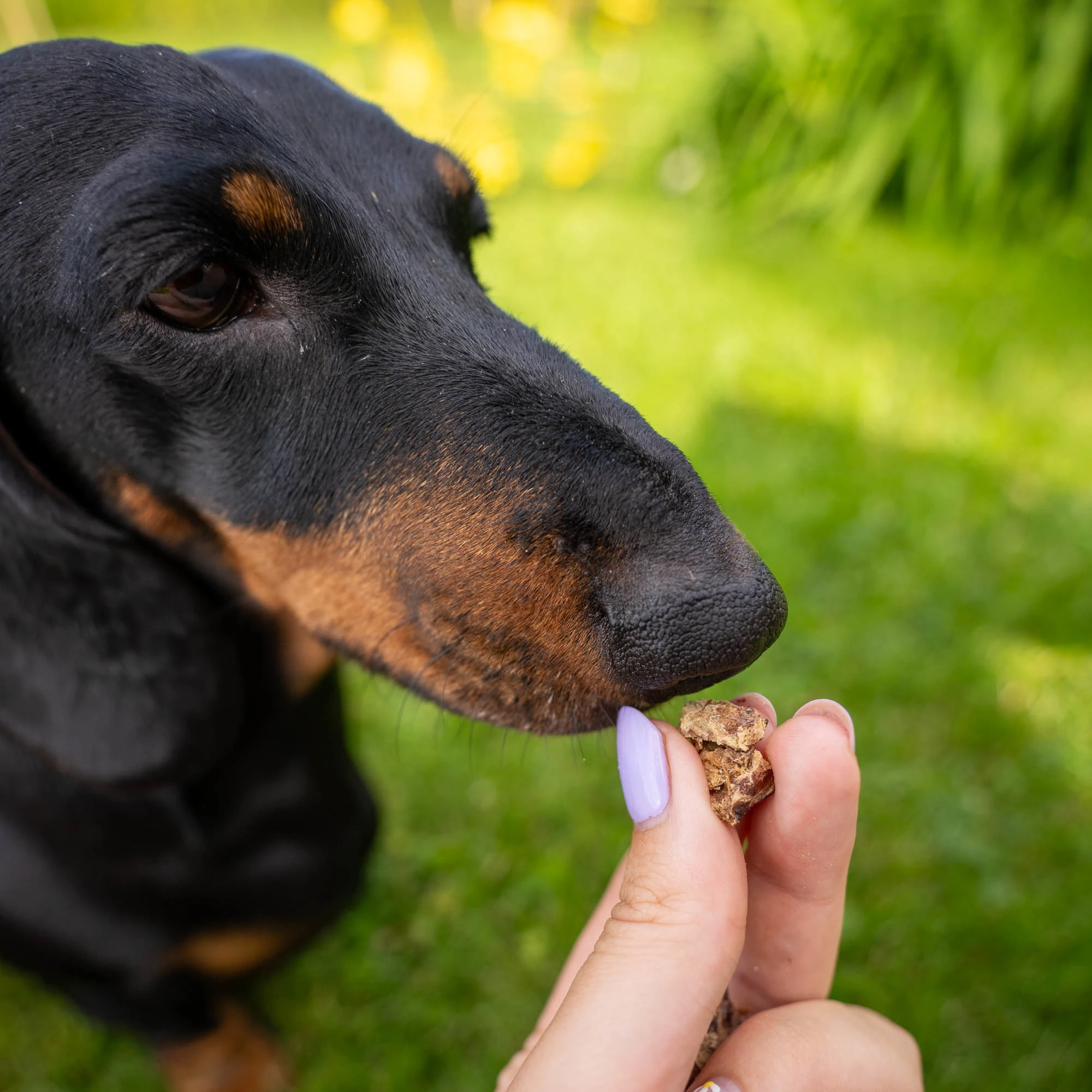 Beef lung treat, a small snack with a pleasant smell - image 3 of 6