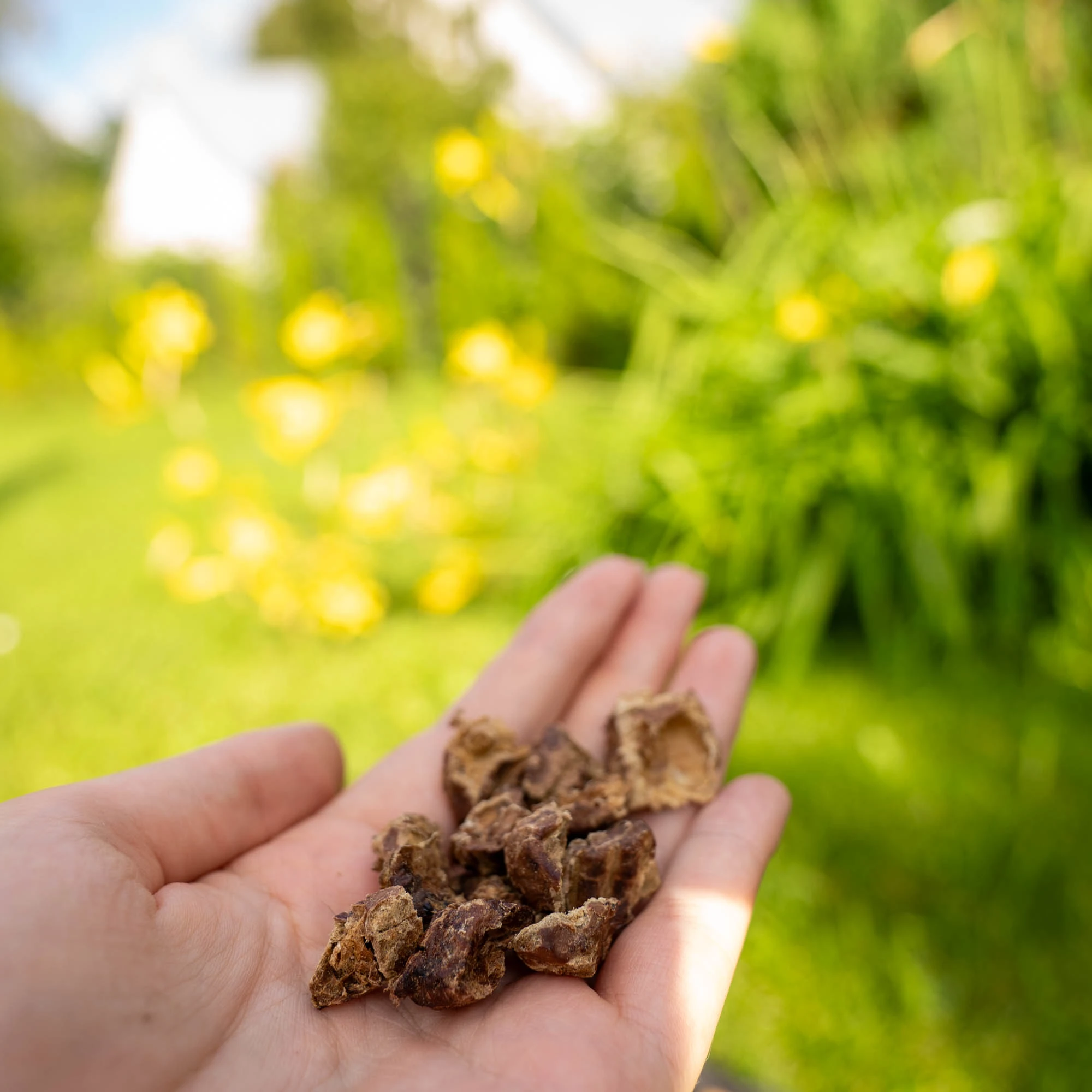 Beef lung treat, a small snack with a pleasant smell - image 5 of 6