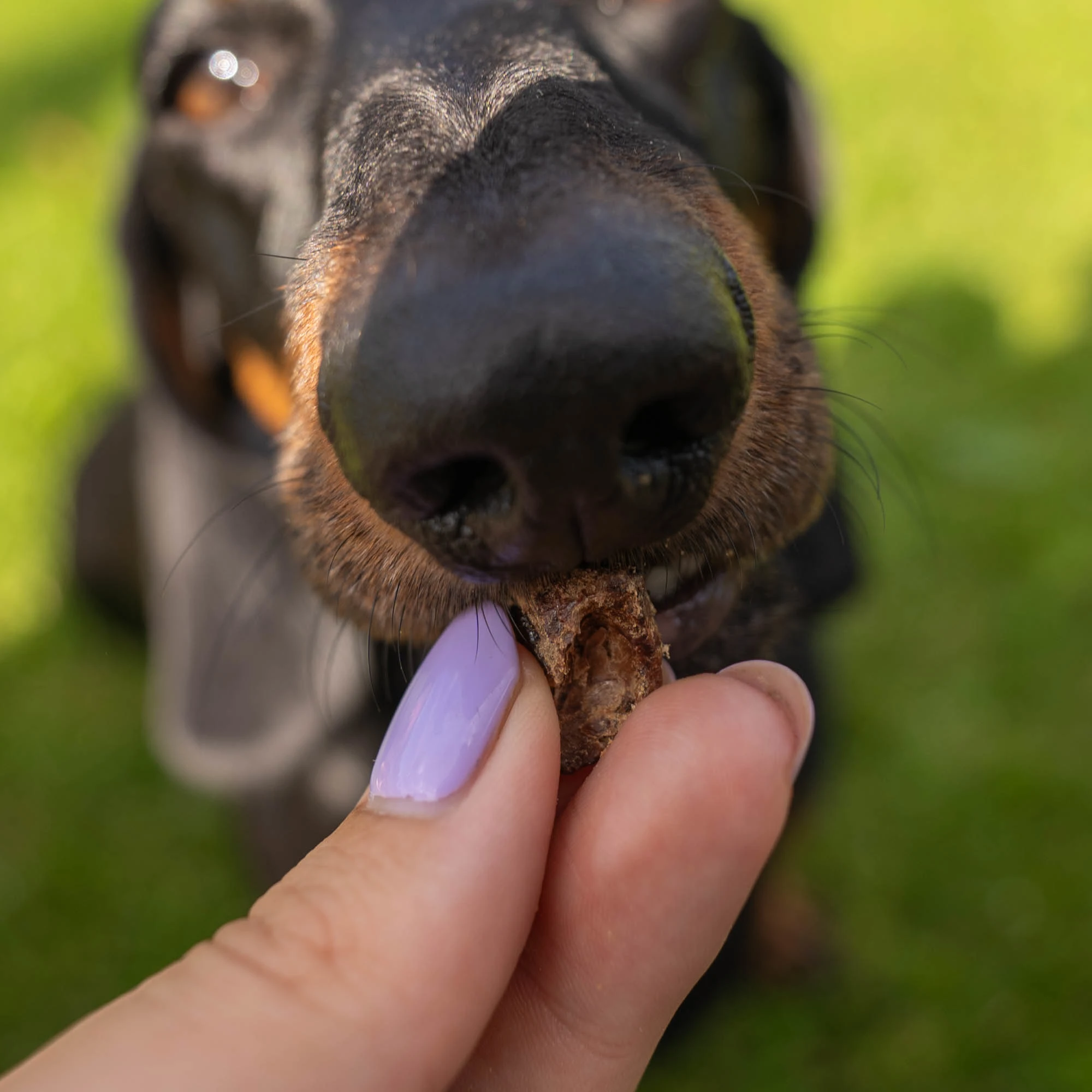 Beef lung treat, a small snack with a pleasant smell - image 4 of 6
