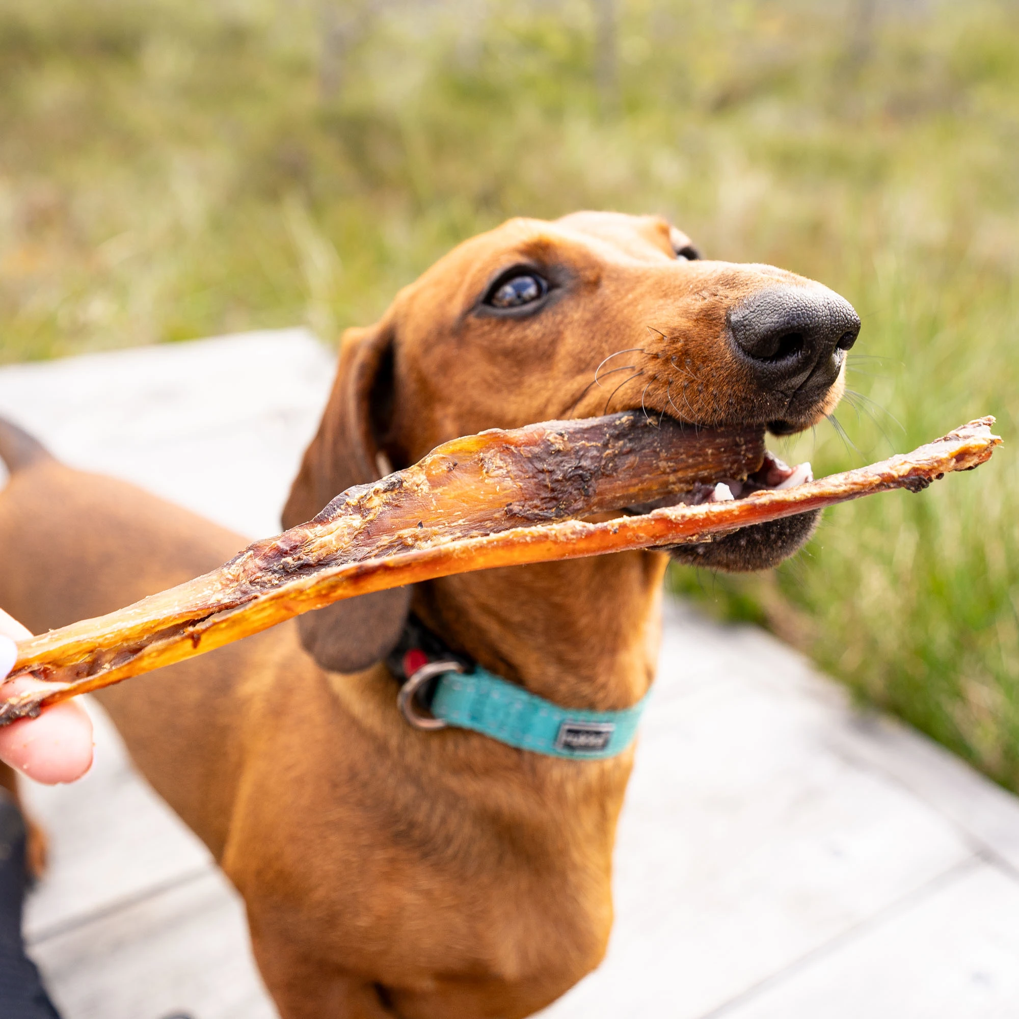 Deer tendons, supporting joint health and flexibility - image 2 of 5