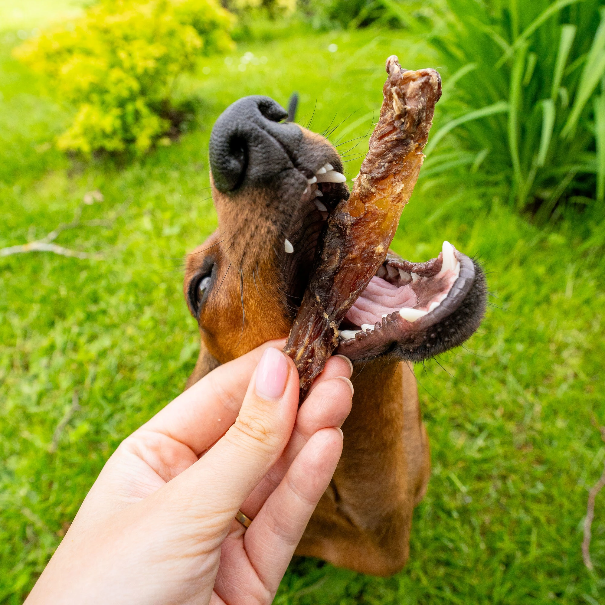 Deer tendons, supporting joint health and flexibility - image 4 of 5