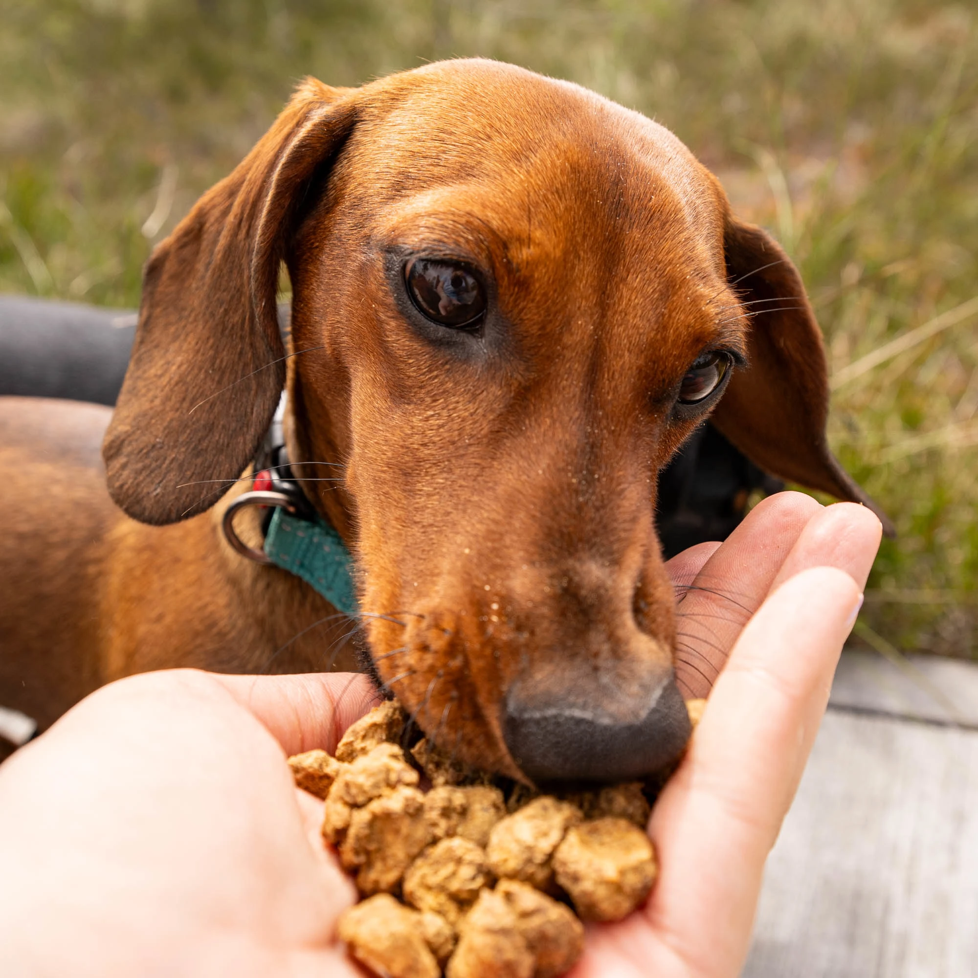Beef treat with colostrum, boosting immunity - image 3 of 4