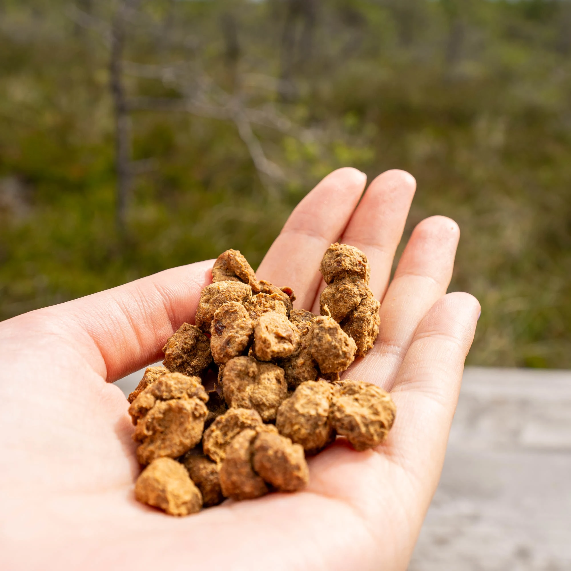 Beef treat with colostrum, boosting immunity - image 4 of 4