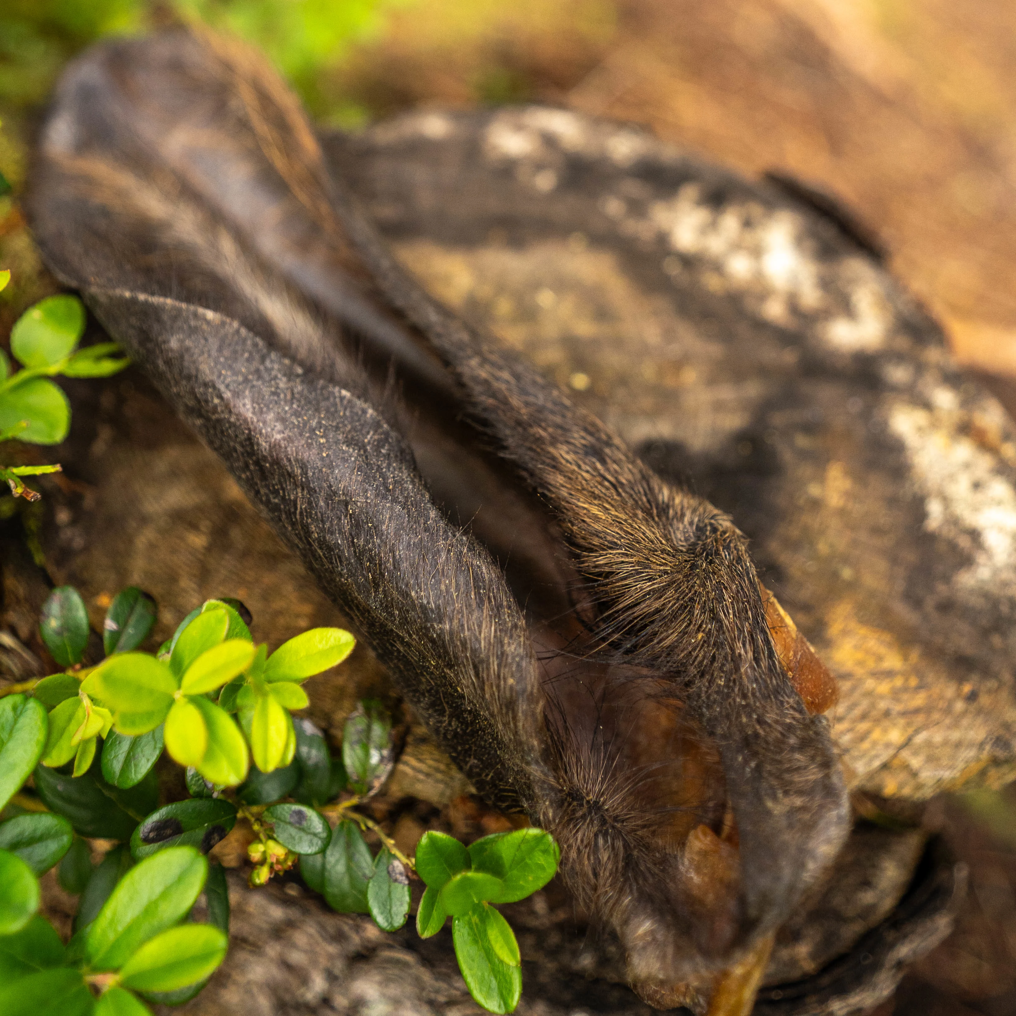 Hairy beef ear, on average smellier, but so tasty - image 2 of 2