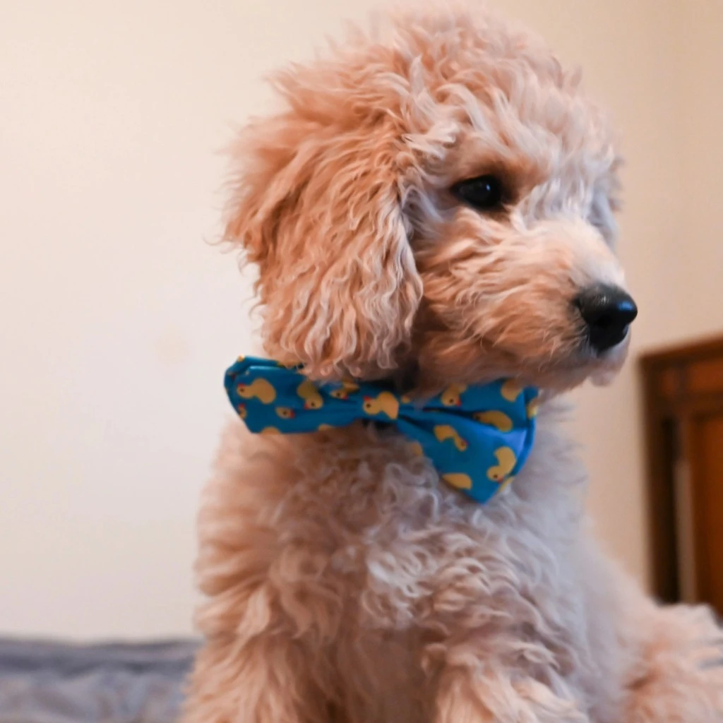 Bow tie - With ducks, XL Extra Large - image 2 of 8