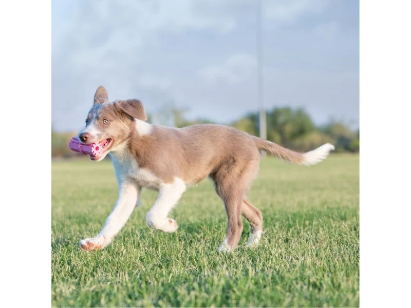 Puppy Teething Stick - S - image 3 of 6