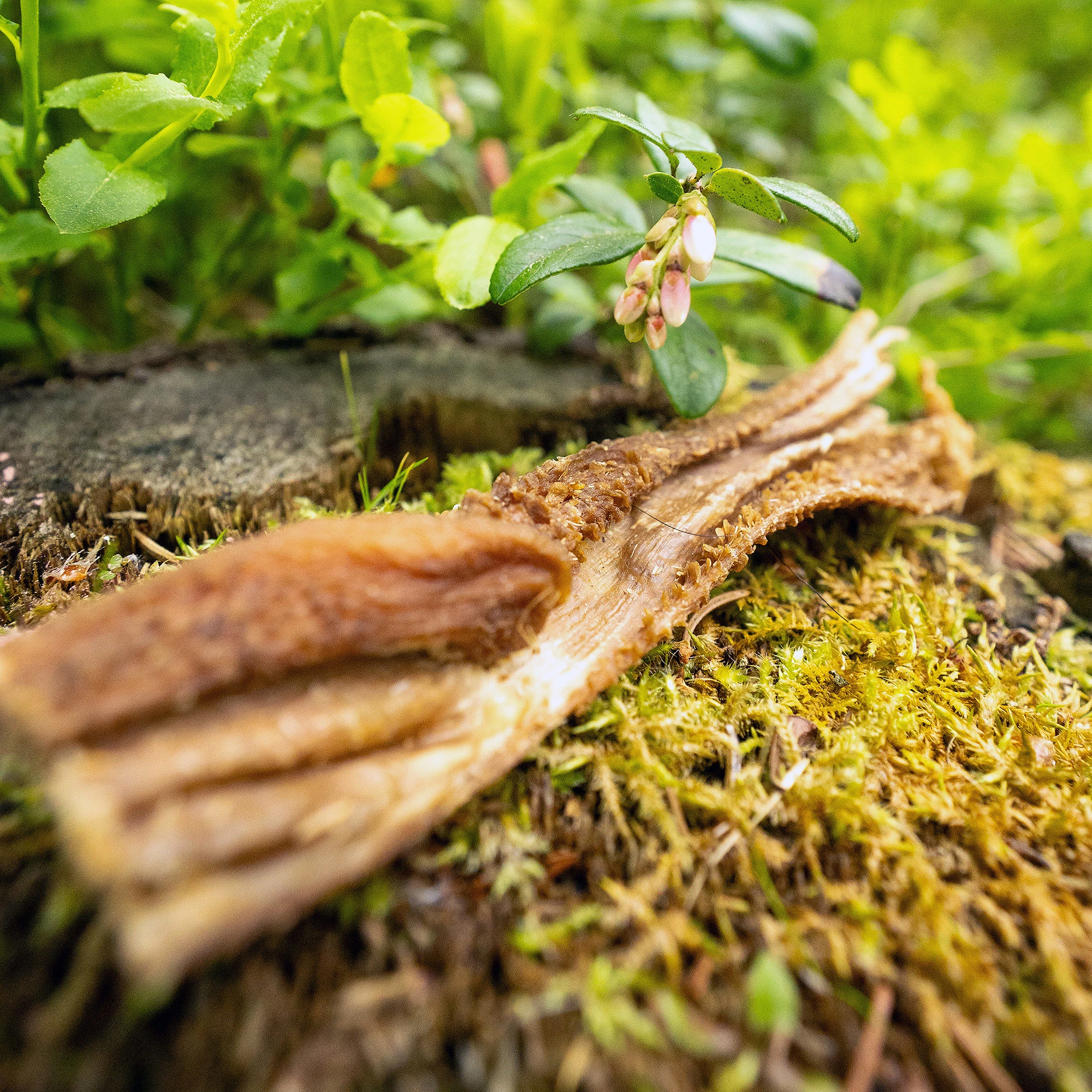 Lamb tripe, suitable for dogs with sensitive digestion - image 4 of 5