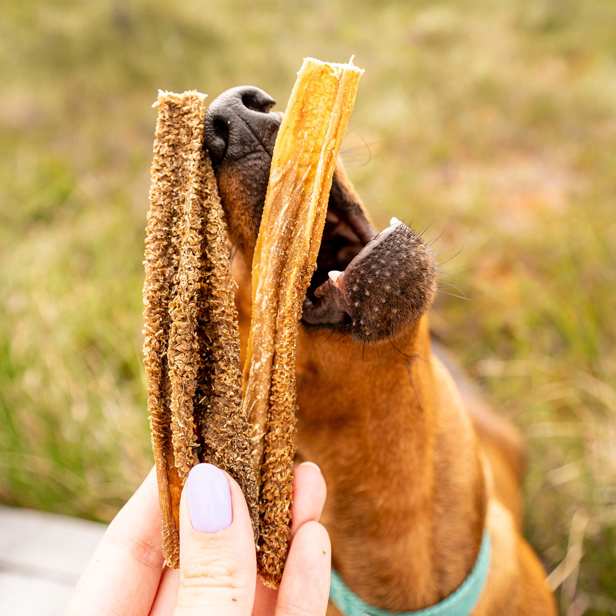 Lamb tripe, suitable for dogs with sensitive digestion - image 5 of 5