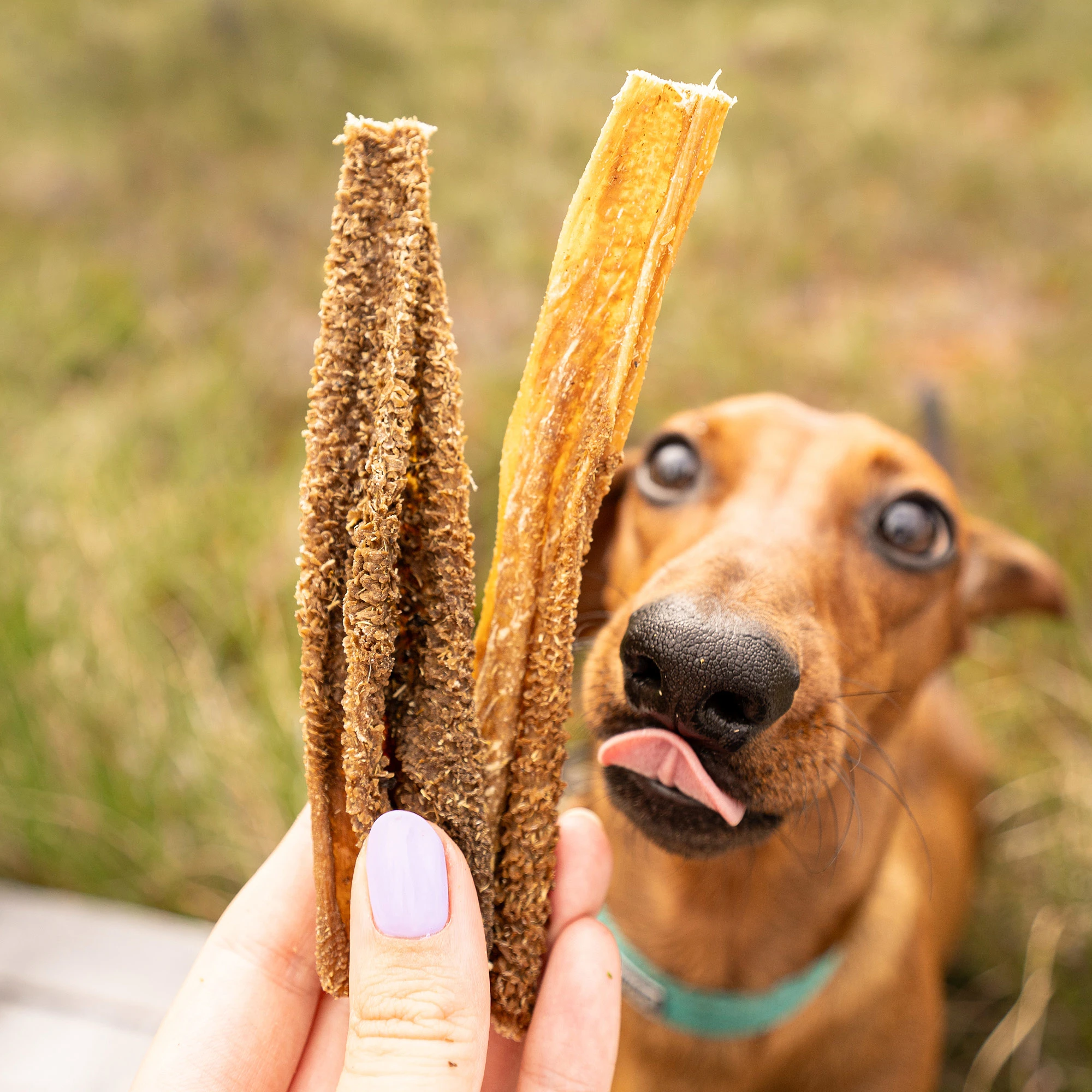 Lamb tripe, suitable for dogs with sensitive digestion - image 2 of 5