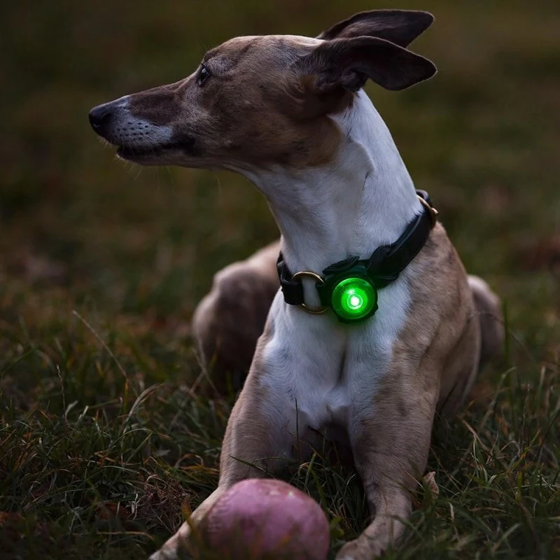 Dog Dual LED tuluke - Lilla - image 4 of 5