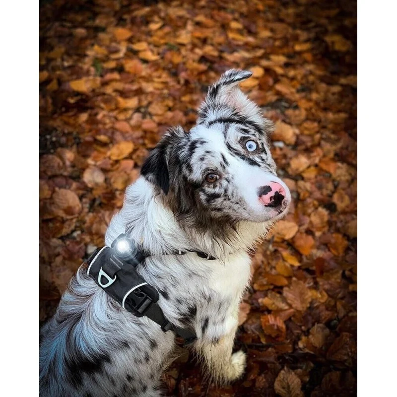 Dog Dual LED tuluke - Lilla - image 2 of 5