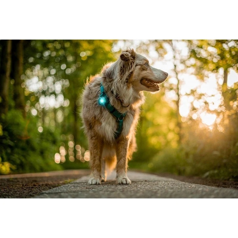 Dog Dual LED tuluke - Lilla - image 5 of 5