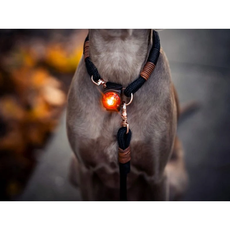 Dog Dual LED tuluke - Lilla - image 3 of 5