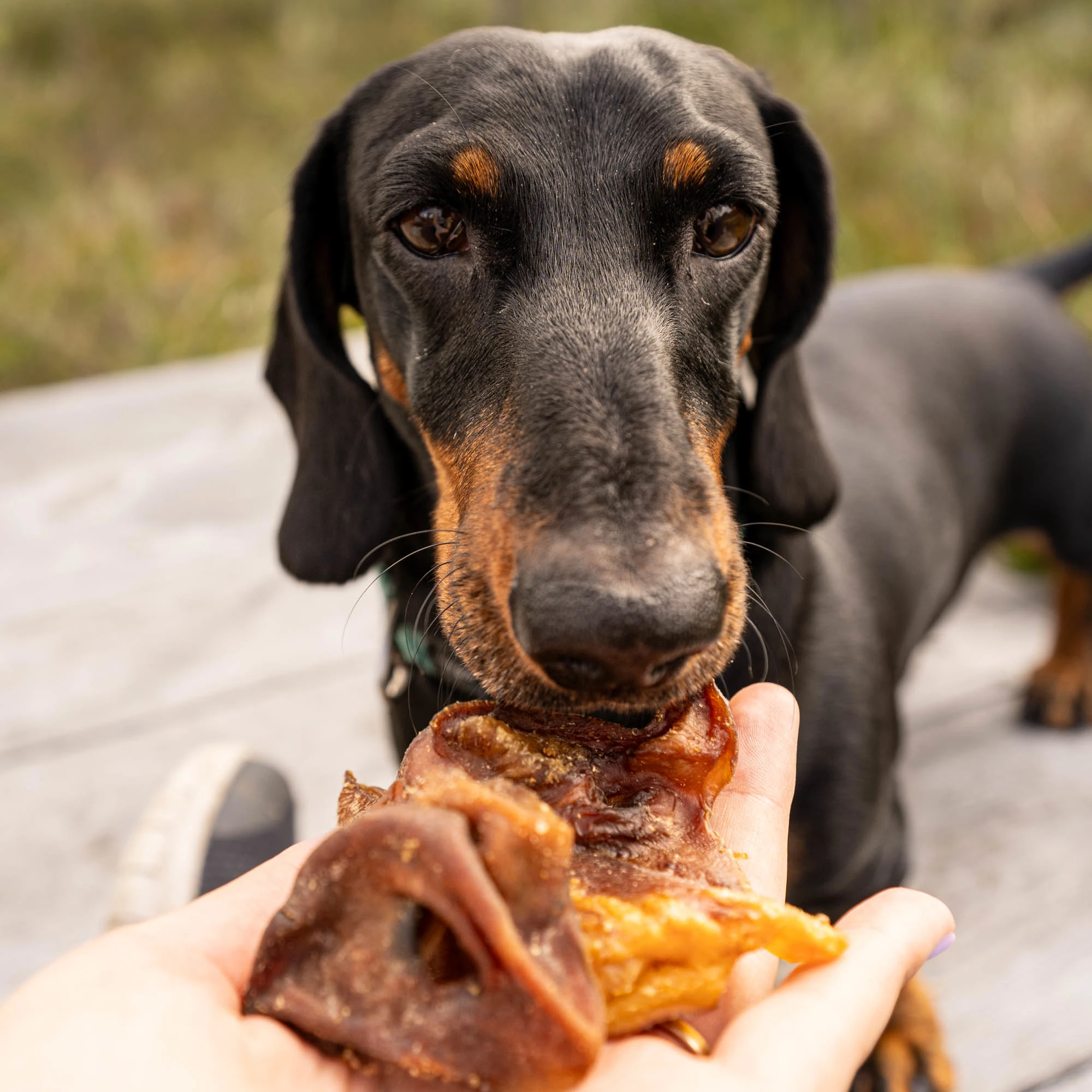 Pig snout, high in protein and low in fat - image 3 of 5