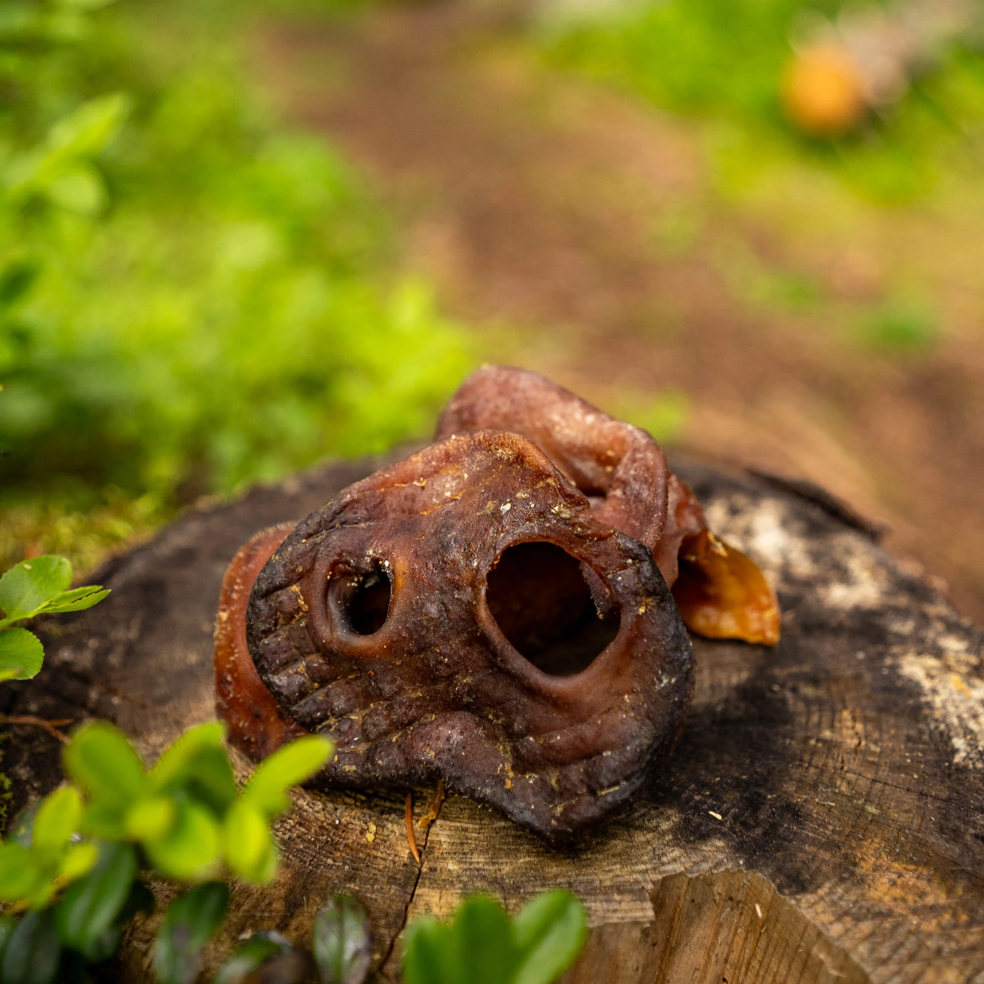 Pig snout, high in protein and low in fat - image 4 of 5