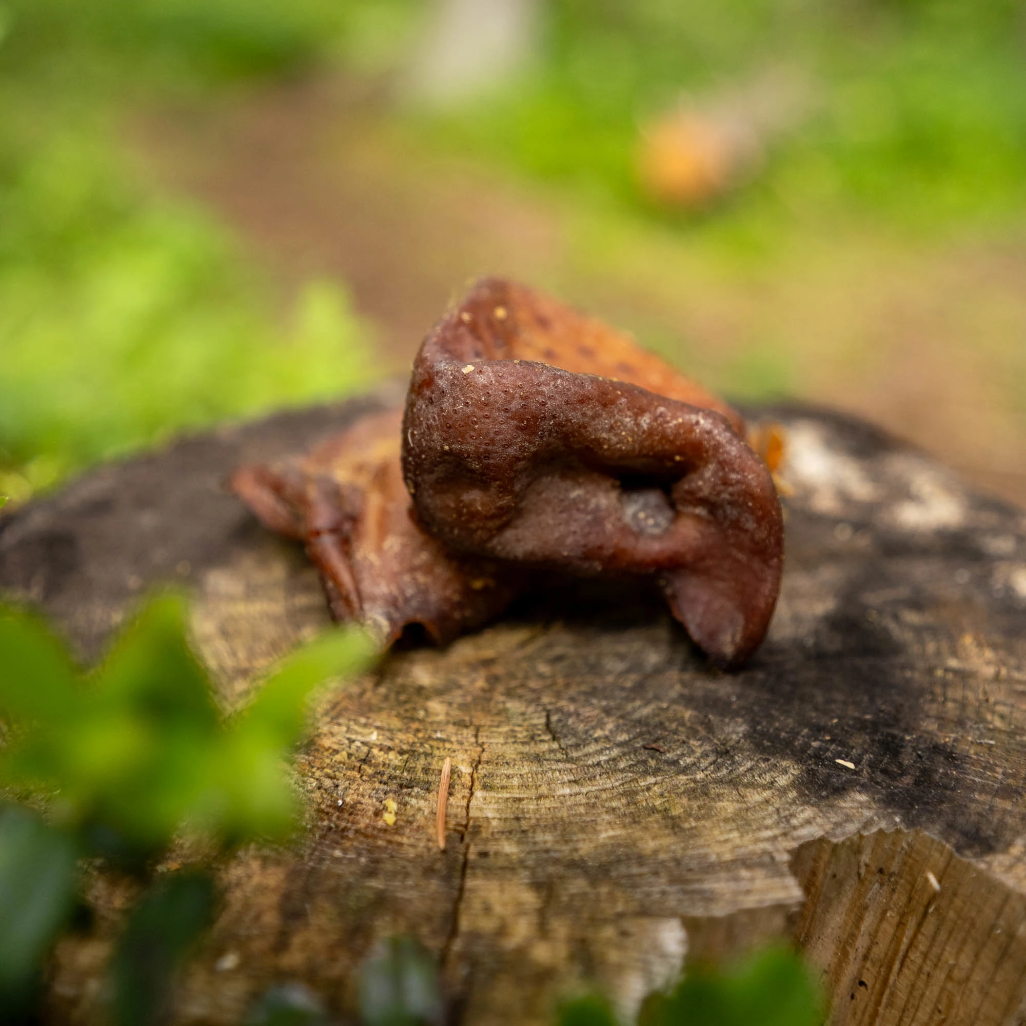 Pig snout, high in protein and low in fat - image 5 of 5